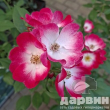 Роза гибрид мускусный Букаву C7 YP 