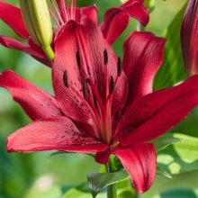 Лилия ла-гибрид Ориджинал Лав d10 Tim 