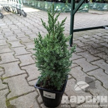 Можжевельник китайский Стрикта v2 Lav 