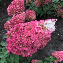 Гортензия метельчатая Строберри Блоссом v3 Lav 