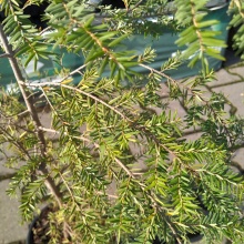 Растение Тсуга канадская 60-80 