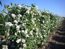 Чубушник в ассортименте v5 60-80 Ul 