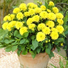 Клубень Георгина Санни Глоу, 1шт/уп 