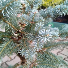 Пихта горная Волбек v7,5 по цене  Пихта горная Волбек v7,5