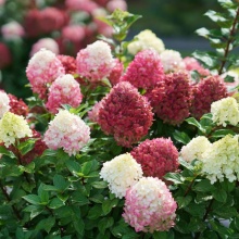 Гортензия метельчатая Ред лайт v3 Lav 