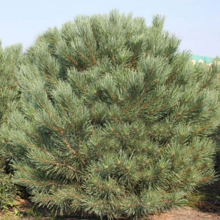 Растение сосна обыкновенная Ватерери 50-60 ST 