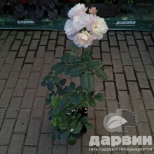 Роза мускусная Буке Парфе v5 Lav 