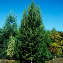 Растение лиственница кемпфера Якобсен Пирамид C3 50-60 cm Mt по цене  Растение лиственница кемпфера Якобсен Пирамид C3 50-60 cm Mt