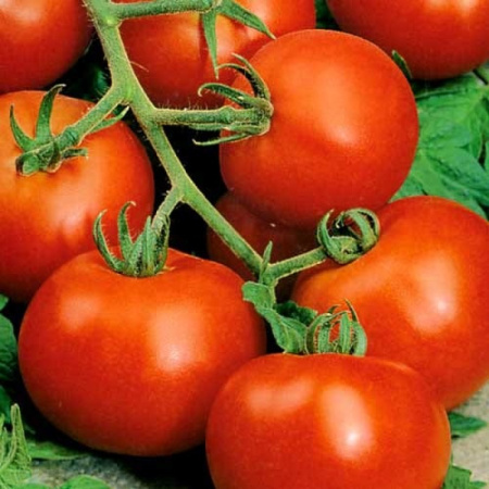 Семена томат Дачник, Сиб. сад 