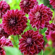 Клубень Георгина Перпл Перл, 1шт/уп 