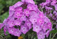 Флокс метельчатый Баллада v3-5 Sav 