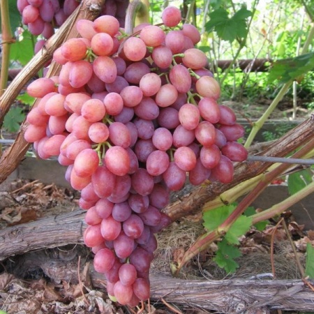 Виноград плодовый кишмиш Лучистый, розовый v5 Tim 