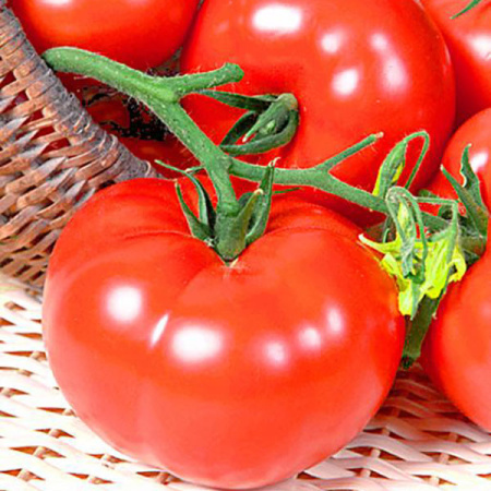 Семена томат Пятница F1, Гавриш 