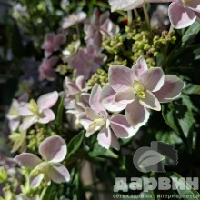 Гортензия крупнолистная Стар Гейзер Блю v5 Tim 