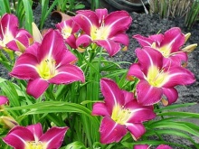 Лилейник Лавендер Диал v2 Tim 