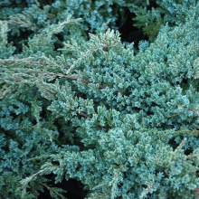 Можжевельник чешуйчатый Блю Карпет v3-5 Tim 