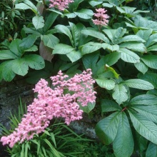 Роджерсия перистая Суперба v2 Tim 