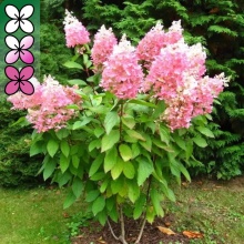 Гортензия метельчатая Энджелс Блаш С3 ЦО 