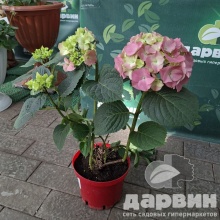 Гортензия крупнолистная Розита v3 Tim 