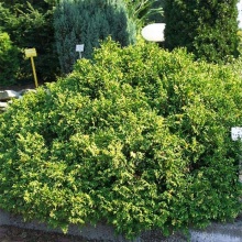 Растение кипарисовик горохоплодный Филифера ауреявариегата C10, 40-60 Bor по цене  Растение кипарисовик горохоплодный Филифера ауреявариегата C10, 40-60 Bor