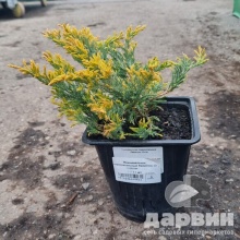 Можжевельник горизонтальный Лаймглоу v2 Lav по цене  Можжевельник горизонтальный Лаймглоу v2 Lav