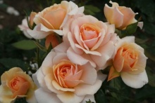 Роза флорибунда Свит Ханей с5, Tim 