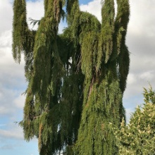 Секвоядендрон гигантский Пендулум 50-60 cm cont. 5,0L Mt по цене  Секвоядендрон гигантский Пендулум 50-60 cm cont. 5,0L Mt