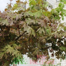 Клен остролистный Чарльз Джоли с18-30 h200-280 