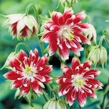 Корневище НВМ Водосбор Нора Барлоу (I) 1шт 