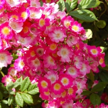 Роза корнесобственная шраб Моцарт v5 Tim 