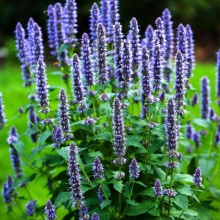 Иссоп v1,5 Push 