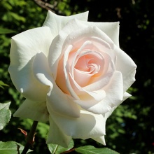 Роза плетистая Шванензее в коробке ЦО 