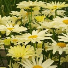 Нивяник Бродвей Лайтс, С3 ЦО 