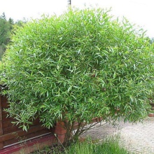 Ива ломкая ф.шаровидная Н100-125 С3 Tum 