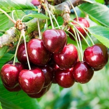 Черешня Овстуженка 80-100 Tim 