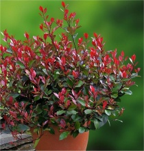 Фотиния фрайзера Литл Ред Робин v2 Lav 