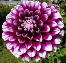 Георгин Эдинбург v5 Tim 