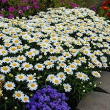 Нивяник Сноукэп (С3) ЦО 