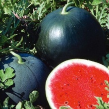 Семена Tim/арбуз Огонек ранний 1г 