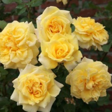 Роза чайно-гибридная Штернталер с5, Tim 