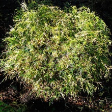Растение кипарисовик горохоплодный Filifera Aureovariegata C26 80-100 Bor 2017 по цене  Растение кипарисовик горохоплодный Filifera Aureovariegata C26 80-100 Bor 2017