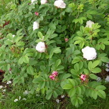 Роза корнесобственная парковая Луиз Багнет v5 Tim 