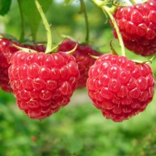 Малина Новость Кузьмина, красная v2 Tim 