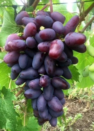 Виноград плодовый Байконур фиолетовый с3 ЦО 