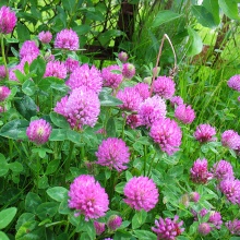 Сидерат Огородник Клевер красный 0,15кг 