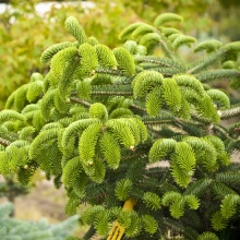 Пихта греческая Мейерс Дварф v7,5 по цене  Пихта греческая Мейерс Дварф v7,5