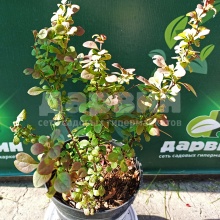 Барбарис тунберга Ред Пиллар С2, 30-40см 