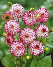 Клубень НВМ Георгина Шаровидная Литтл Роберт (II) 1шт 