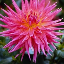 Клубень НВМ Георгина Кактусовая Орфео (II) 1шт 