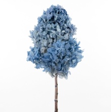 Сухоцветы Гортензия метельчатая 50см, голубой по цене 